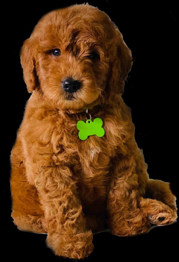 Golden doodle breeders Golden doodle puppies for sale