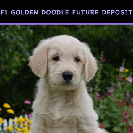 F1 Golden doodle puppy for sale