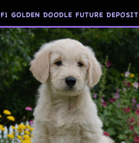 F1 Golden doodle puppy for sale