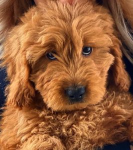 best toys for golden doodle puppies