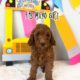 f1b micro mini goldendoodle for sale