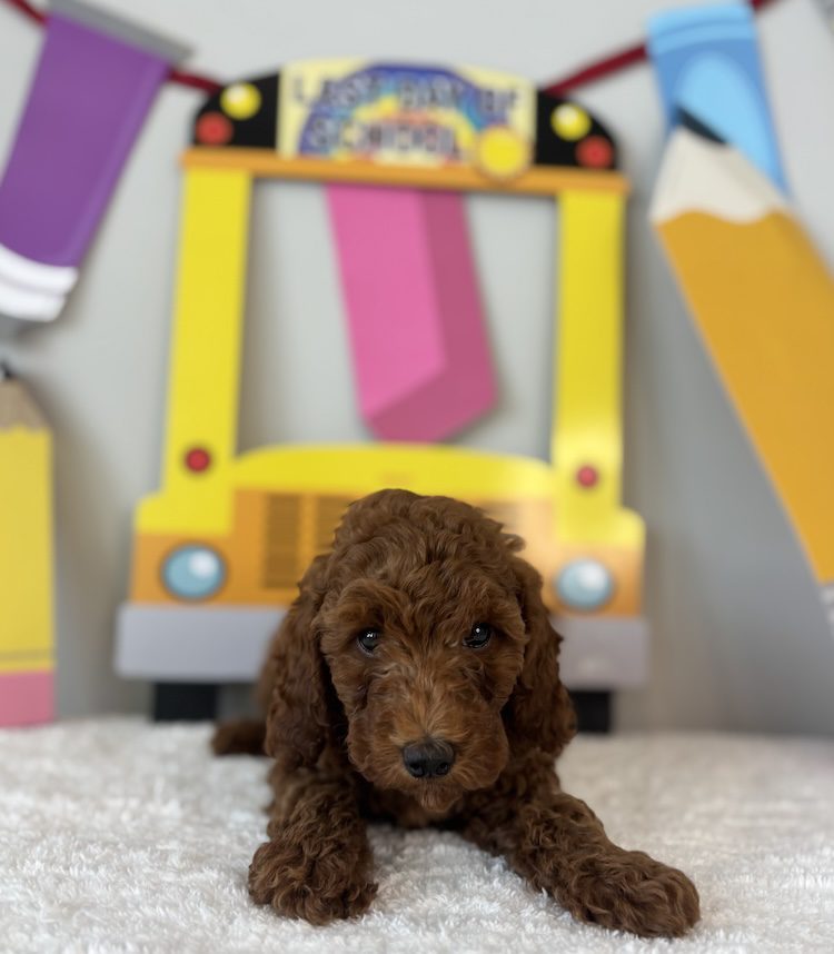 micro mini goldendoodles for sale