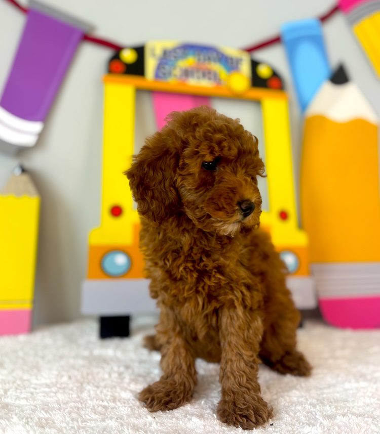 micro mini goldendoodle puppies near me