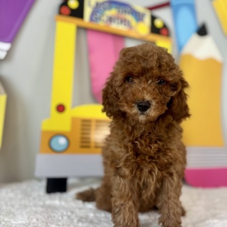 mini golden doodle puppy