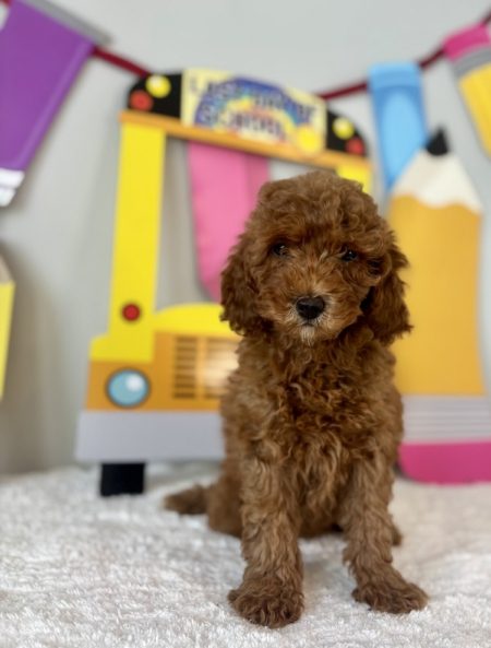 mini golden doodle puppy