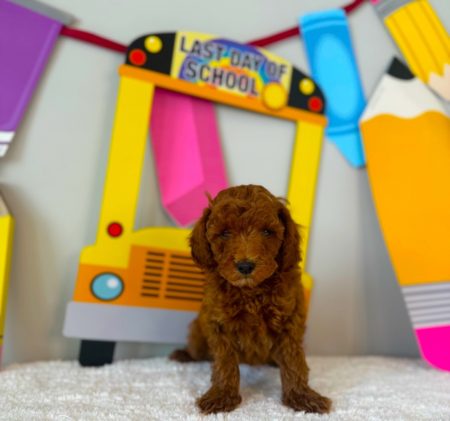Micro mini goldendoodle puppy for sale