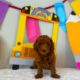 Micro mini goldendoodle puppy for sale