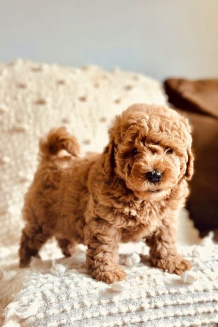 mini golden doodle puppies