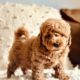 mini golden doodle puppies