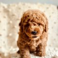 mini golden doodle for sale
