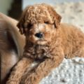 mini golden doodle puppies for sale
