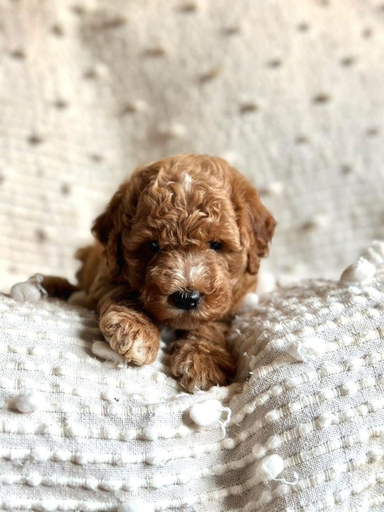 best mini goldendoodle breeder