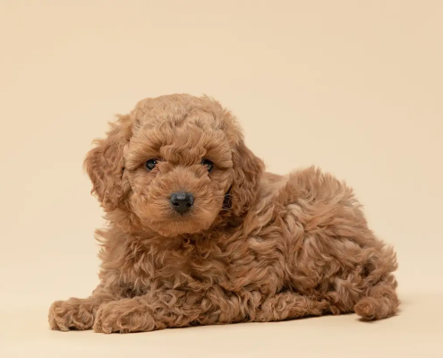 micro mini goldendoodle puppy