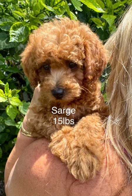 mini golden doodle puppies for sale