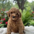 mini goldendoodle puppies