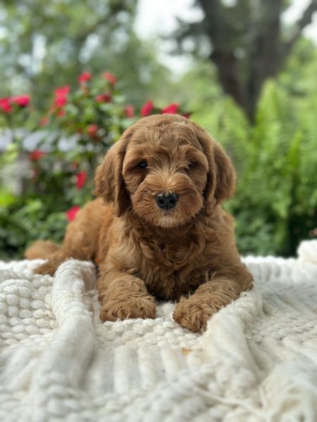 mini doodle puppies near me