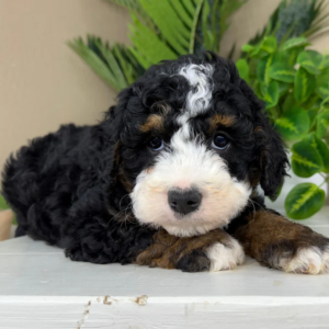 mini bernedoodle puppies for sale