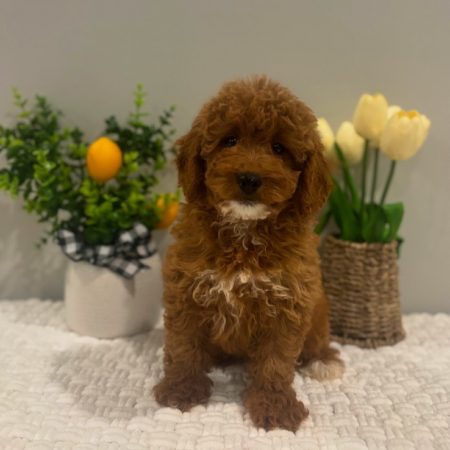 micro mini doodles for sale near me