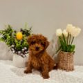 teacup golden doodles for sale