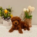 micro goldendoodle puppies
