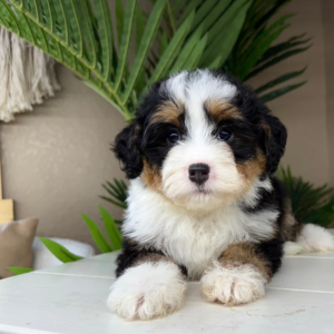 micro mini bernedoodles for sale