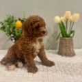 best goldendoodle breeders