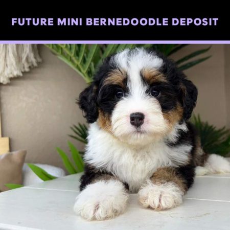 future mini bernedoodle puppy deposit