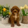 mini goldendoodle puppies in Miami