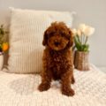 micro goldendoodle puppies for sale