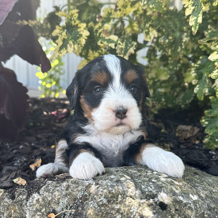mini bernedoodle for sale