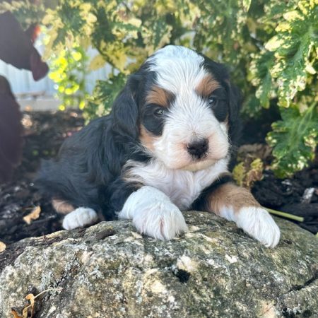 mini bernedoodle breeders near me