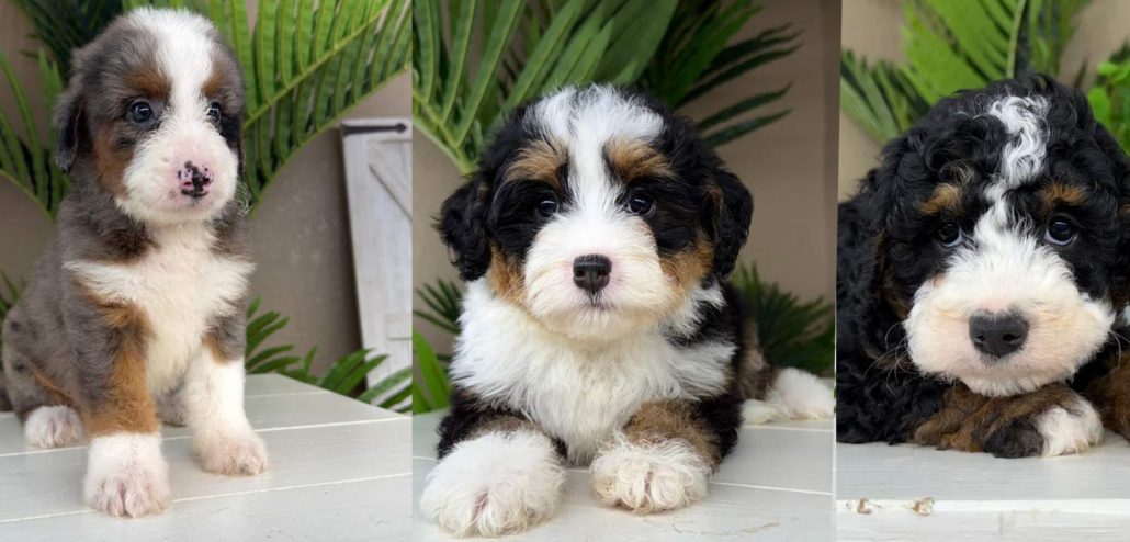 mini bernedoodle for sale
