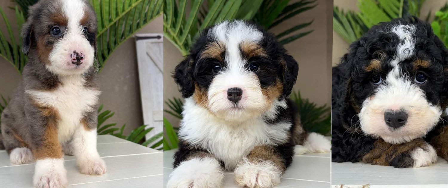 mini bernedoodle for sale