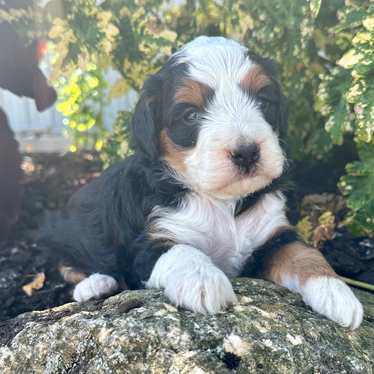 mini bernedoodles for sale