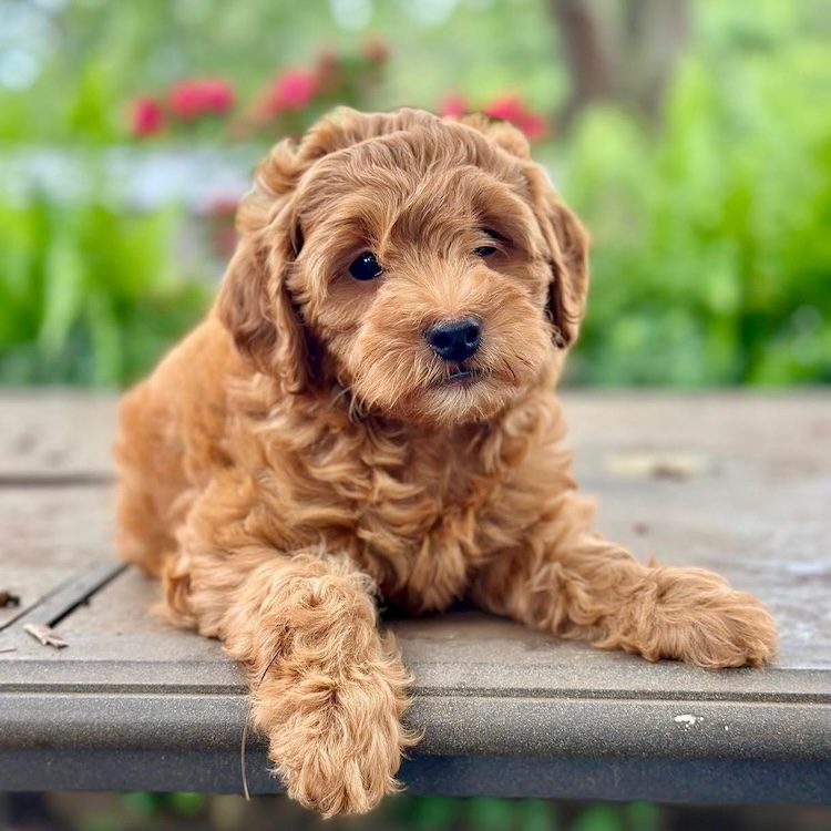 Mini goldendoodle breeder Tampa Florida – micro doodle puppies for sale Tampa Bay Designer Mini Doodles