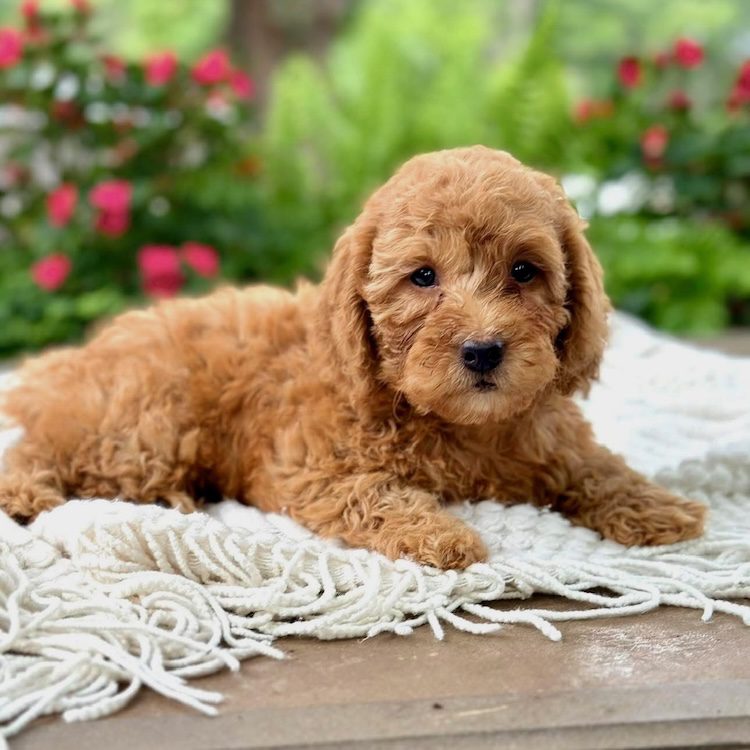 Mini goldendoodle breeders near me Florida – best goldendoodle puppies USA Designer Mini Doodles