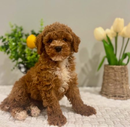 mini golden doodle puppies in miami