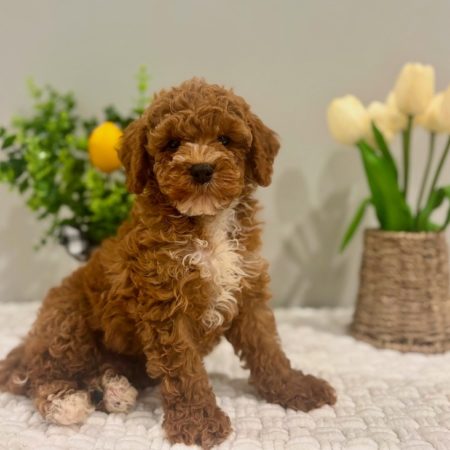mini golden doodle puppies in miami
