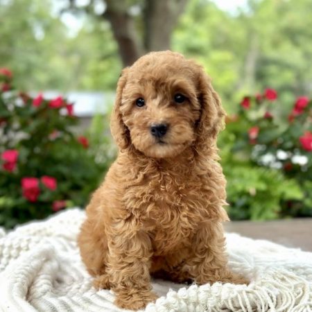 mini goldendoodle puppies