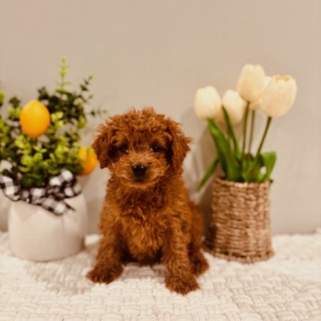 mini goldendoodle puppies for sale