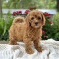 mini goldendoodle puppies in Florida