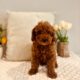 micro goldendoodle puppies