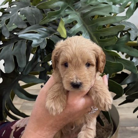 micro mini golden doodle puppies