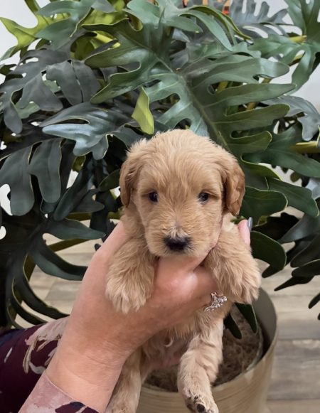 micro mini golden doodle puppies