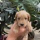 micro mini golden doodle puppies