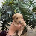 micro mini golden doodle puppies