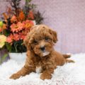 mini goldendoodle puppies
