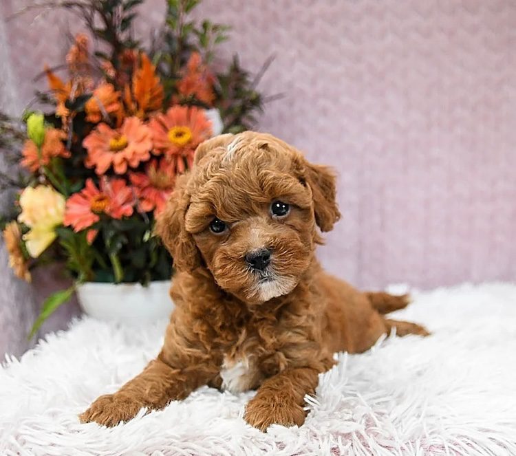 Mini goldendoodle puppies for sale Florida – home-raised litter from Designer Mini Doodles trusted breeder