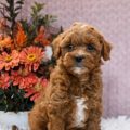 micro mini goldendoodle puppies