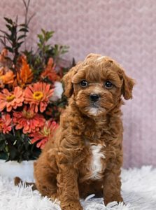micro mini goldendoodle puppies